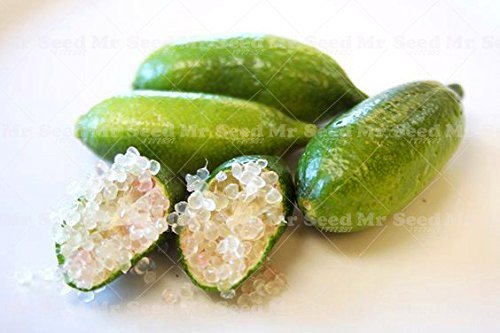 50Pcs Tropical Fruit Seeds Finger Limes Zitrus Samen für Garten Balkon Seltene Pflanzen Bonsai Obstbaum Seeds Geschmack Special Fruit 2 von SVI