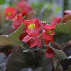 Begonia Cocktail Wodka Blumensamen (Begonia semperflorens-cultorum) 50 + Pellets von SVI