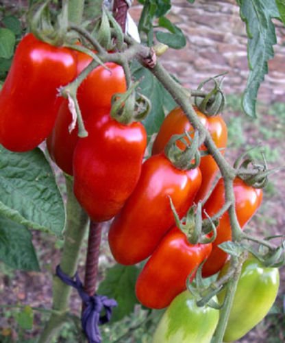 Erbstück Italian Tomato SAN MARZANO❋150 SEEDS❋Prolific❋BEST PASTE❋Combine Schiff von SVI