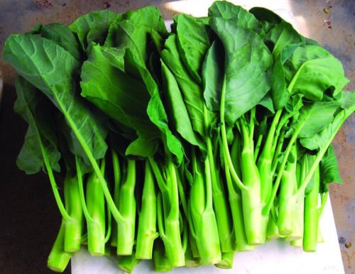 Erbstück KAILAAN Chinese Broccoli Kale KAI LAN❋500 SEEDS❋Asian Greens❋Gai Lan von SVI