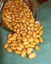 Gelbe indische Frau Bean 200 (SEEDS) Hheirloom OP (bestäubt offen) NON GMO von SVI