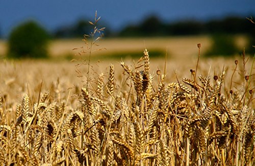 Glenn Red Hart Frühling Weizensamen (~ 200): Biologisch, Non-GMO-Samen-Paket von SVI