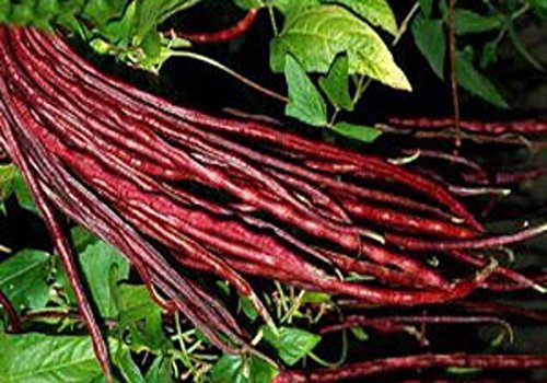 Grün oder Rot Yard Bean (Chinesischer Lang Pole Bean, Schlange Bean, Spargel Bean) Samen von SVI