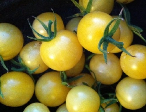 Lollipop Tomato 25 Seeds - NEU - Lemony GESCHMACK! von SVI