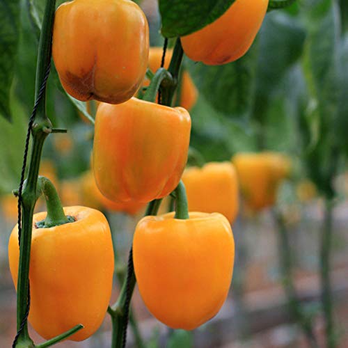 PLAT FIRM GERMINATIONSAMEN: 50: 50 Samen Orange Paprika GroÃŸe Super Sweet Erbstück Bio-Hausgarten-Grown von SVI