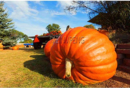 PLAT FIRM GERMINATIONSAMEN: Pumpkin_ Seeds 60 Dills Atlantic Giant Samen des Kürbisses von SVI