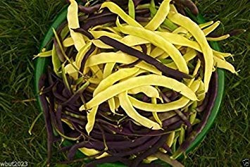 PinkdoseÂ Heirloom Bean 'Gold von Bacau' Wax Pole Bean ~ 50 Samen! Eine rumänische Sorte~ Selten von SVI