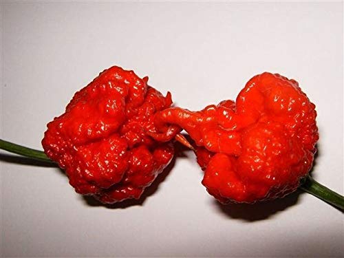 Portal Cool 25 Premium- Reaper Pepper Samen, WeltheiÃŸeste Pepper - C 080 von SVI