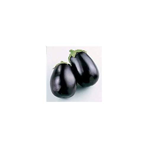 Portal Cool Samen der Bio-Aubergine Black Beauty von SVI