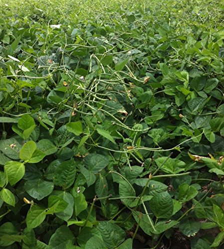 Red Ripper Süd Pea Cowpea Erbstück Garten Gemüse Hülsenfrucht - 25 Samen von SVI