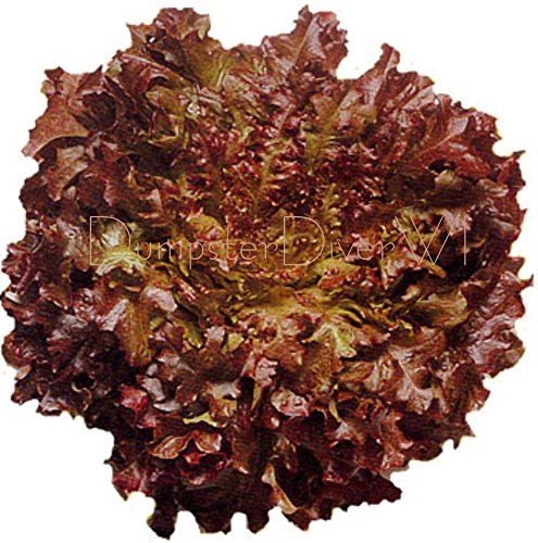 Red Salatschüssel Organic LETTUCE 200+ Samen Great 4 gemischte Salate Erbstück NON-GMO von SVI