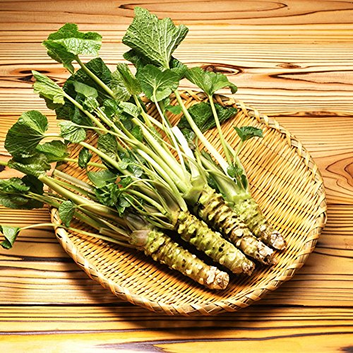 SVI 100 pcs Japanese horseradish seeds Wasabi seed vegetablesfor home garden plant von SVI