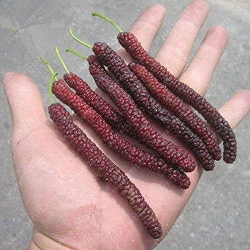 SVI 200 pcs/bag long mulberry seed, rare mulberry tree, Exotic plant Pakistan fruit seeds, Large super sweet Non-GMO food for garden von SVI