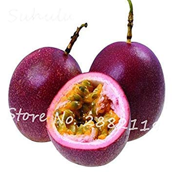 SVI Exotic Passion Fruit Seeds 60 Particles Purple Passiflora edulis Passion Flower seeds Diy Home Garden Planting Outdoor Plant 6 von SVI