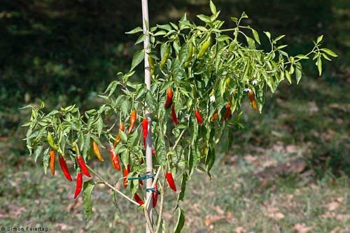 Samen, Chile De Arbol Chili-Schote, Seed Mexican Hot Sauce Paprika Salsa Tatemada von SVI