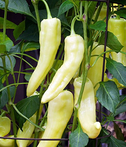 Süße Banana Pepper - 75 Samen - GARDEN FRESH PACK! von SVI