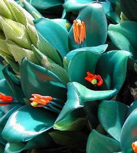 Turquoise Puya | 15+ Frische Samen | Puya berteroniana | Rare & Exotic von SVI