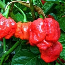 * Weltheißeste Trinidad Scorpion Moruga Pfeffer * 25 * Samen RARE * # 1150-A von SVI