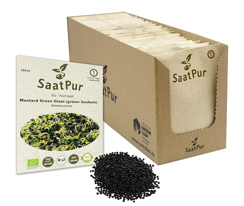 Mustard Green Giant BIO Keimsprossen von SaatPur - grüner Senfkohl Senf Sprossen, Microgreen - Großes Tray mit 80 Portionstüten je 20g von SaatPur