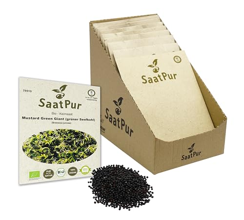 Mustard Green Giant BIO Keimsprossen von SaatPur - grüner Senfkohl Senf Sprossen, Microgreen - Kleines Tray mit 30 Portionstüten je 20g von SaatPur