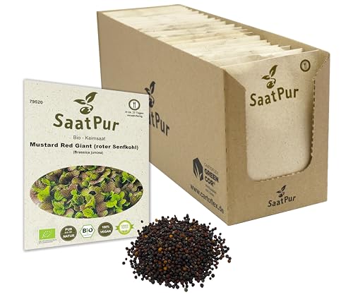 Mustard Red Giant BIO Keimsprossen von SaatPur - roter Senfkohl Sprossen, Microgreen - Großes Tray mit 80 Portionstüten je 20g von SaatPur