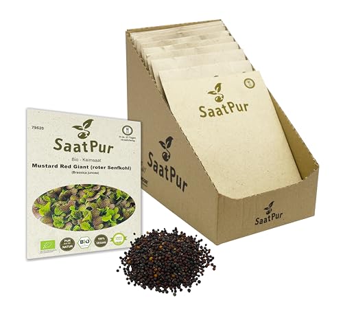 Mustard Red Giant BIO Keimsprossen von SaatPur - roter Senfkohl Sprossen, Microgreen - Kleines Tray mit 30 Portionstüten je 20g von SaatPur