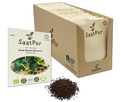 Senf Black Mustard BIO Keimsprossen von SaatPur - schwarzer Senf Sprossen, Microgreens - Großes Tray mit 60 Portionstüten je 30g von SaatPur