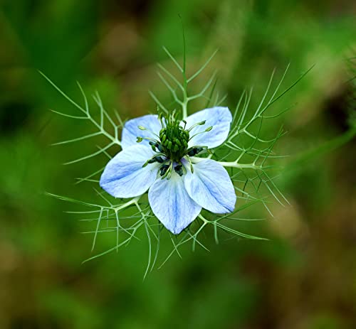 Echte Schwarzkümmel - Nigella sativa - 500 Samen von Samen Schenker