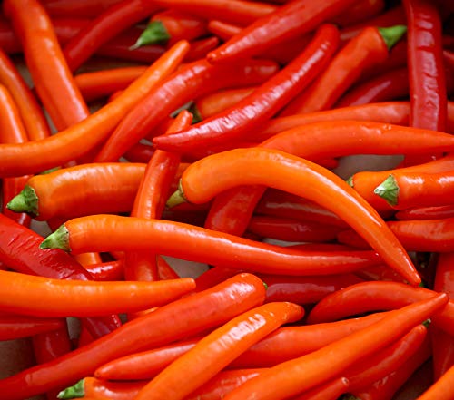 Hot Chili Pfeffer Cayenne - Intensiv und würzig - Pepper - 50 Samen von Samen Schenker