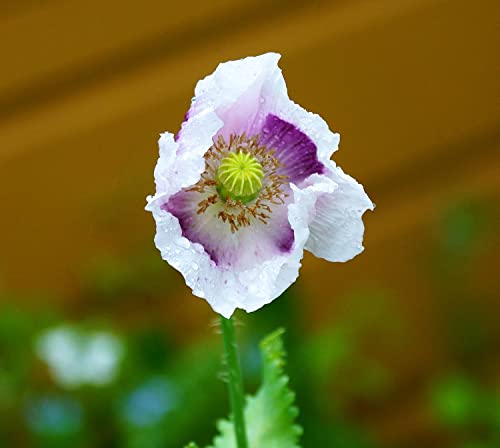 Mohn Bread Poppy - 1000 Samen von Samen Schenker