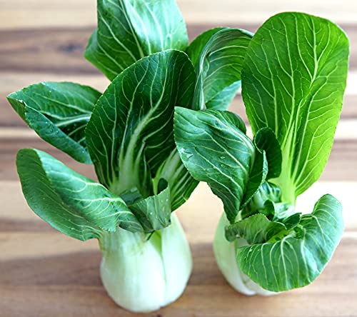 Pak Choi White Stem - Kohl - 500 Samen von Samen Schenker