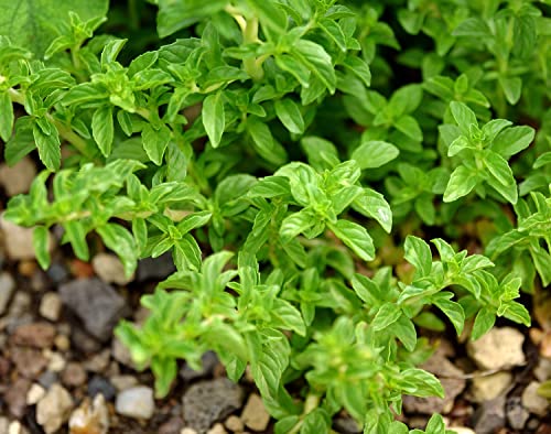 Polei-Minze - Mentha pulegium - Minze - 500 Samen von Samen Schenker