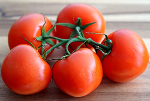 Tomate Floradade – Ertragreicher Klassiker mit aromatischem Geschmack – 50 Samen von Samen Schenker