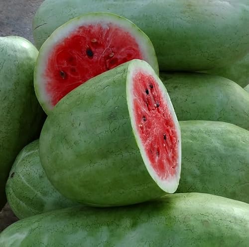 Wassermelone Charleston Gray - Gewicht: 10-15kg - Melone - Ein Klassiker mit süßem Geschmack - 20 Samen von Samen Schenker