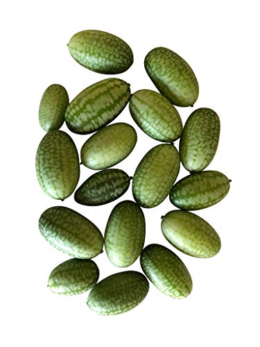 100+ frische Mini-Gurken Samen (Blickfang im Garten) -Mexikanische Mini Gurke- von Samenchilishop (Immer nur einmal Versand)