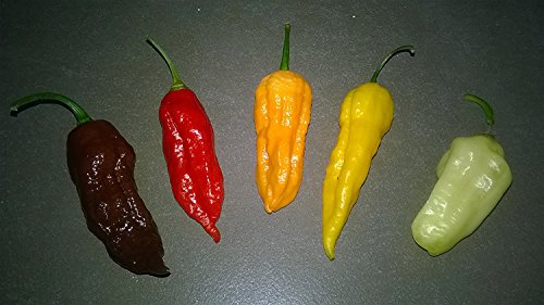 The Giant *Bhut Jolokia* ''Collection" 5 Farbig -Höllisch Scharf- von Samenchilishop (Immer nur einmal Versand)