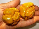 Trinidad Scorpion Moruga -Mustard- 5 Samen (Zweit schärfste Chili der Welt) mit 2.000.000 Scoville "Ehemaliger Weltrekord" Neuheit/Rarität von Samenchilishop (Immer nur einmal Versand)