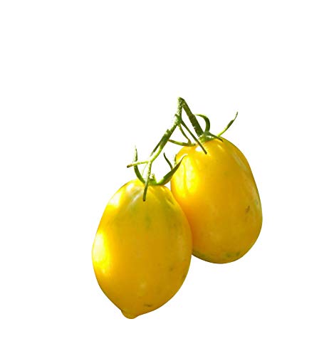 Zitronen Tomate -Plum Lemon- 10 Samen -Sehr Robust- *AUS RUSSLAND* von Samenchilishop-Commerce de semences de l'UE