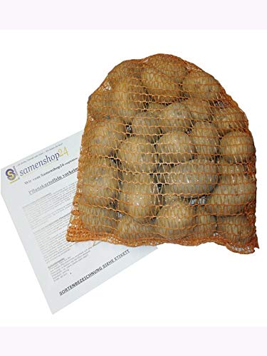 Pflanzkartoffeln Belana, 2,5 kg (ca. 35 Stück) festkochend, Premium Saatkartoffeln, frühreifenden Kartoffelsorte, gelbfleischig lange lagerfähig von Samenshop 24