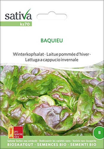 Sativa Rheinau ks70 Winterkopfsalat Baquieu (Bio-Salatsamen) von Sativa Rheinau