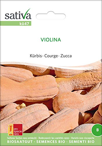 Sativa Rheinau kü47 Kürbis Violina (Bio-Kürbissamen) von Sativa Rheinau