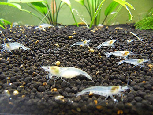 White Pearl Garnelen 10 Stück Shrimpfarm-Frankfurt von Shrimpfarm-Frankfurt