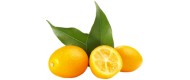 Kumquats von Spanien