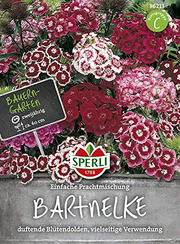 Bartnelke Prachtmischung von Sperli-Samen von Sperli