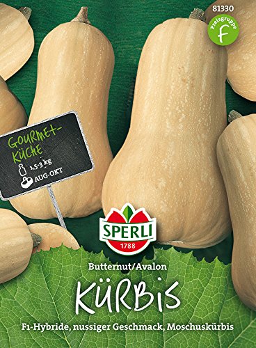 Butternut-Kürbis, Avalon, F1 von Sperli