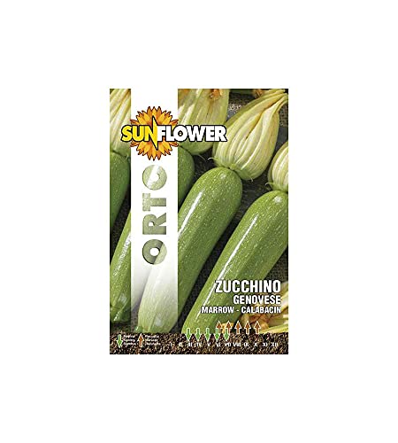 Saatgut GENOVESE SUNFLOWER (Cf 20) von Sunflower