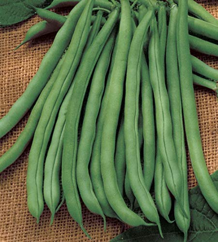 25 Blue Lake 274 Greenpod Buschbohnensamen - Heirloom Garden Beans von SwansGreen