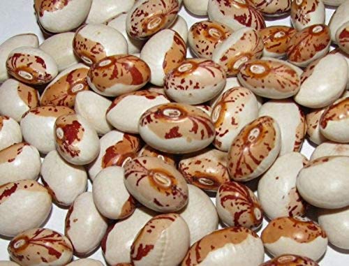 5,6 g BIO Hidatsa Shield Bean Seeds ~ 20 ct Pole Variety Open Pollinated von SwansGreen