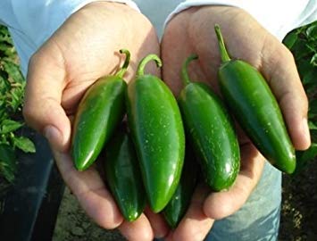 JALAPENO PEPPER BULK 300 SAMEN POPPERS STUFFED SALSA HEAVY YIELDING von SwansGreen