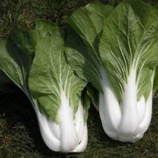 Pak Choi White Stem Chinakohlsamen, NON-GMO, Sortengrößen, (3500) von SwansGreen